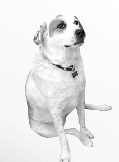 Spot The Marketing Dog