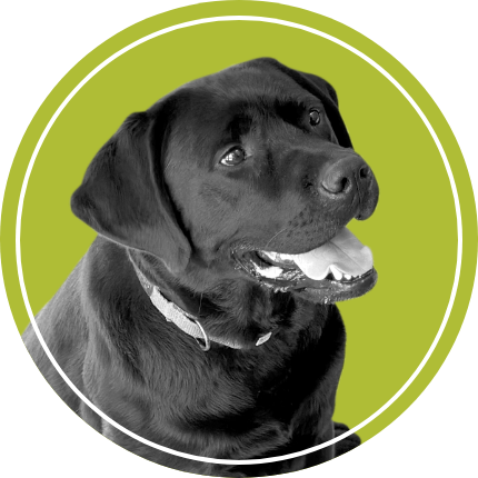 Buck the very good boy