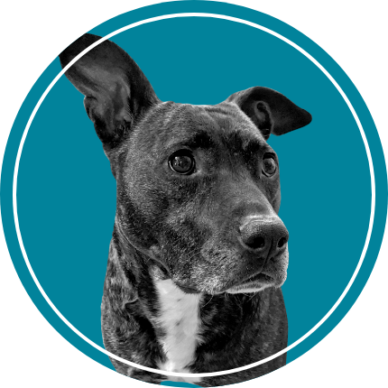 Ruckus the very good boy