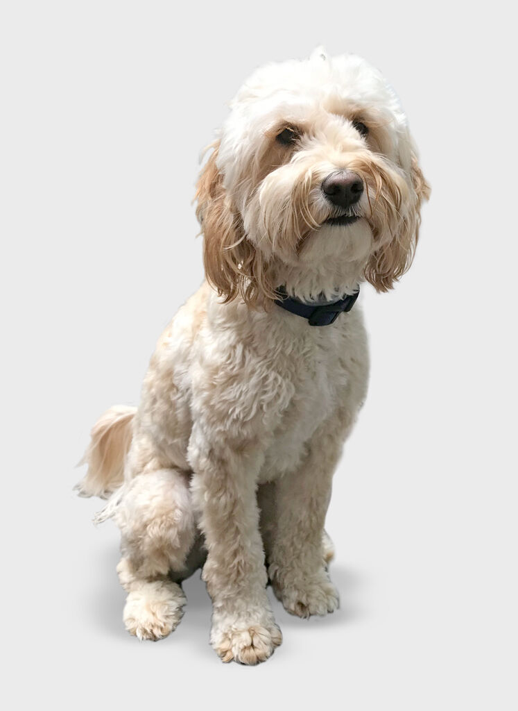 Boulton Creative assistant Beau