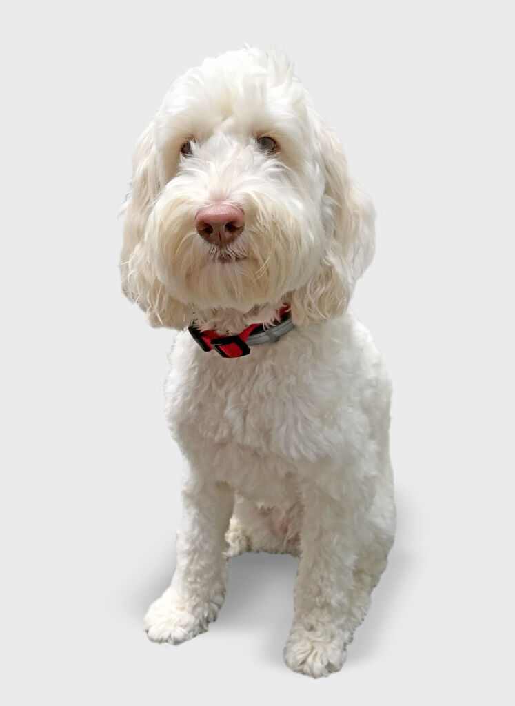 Boulton Creative assistant Bella