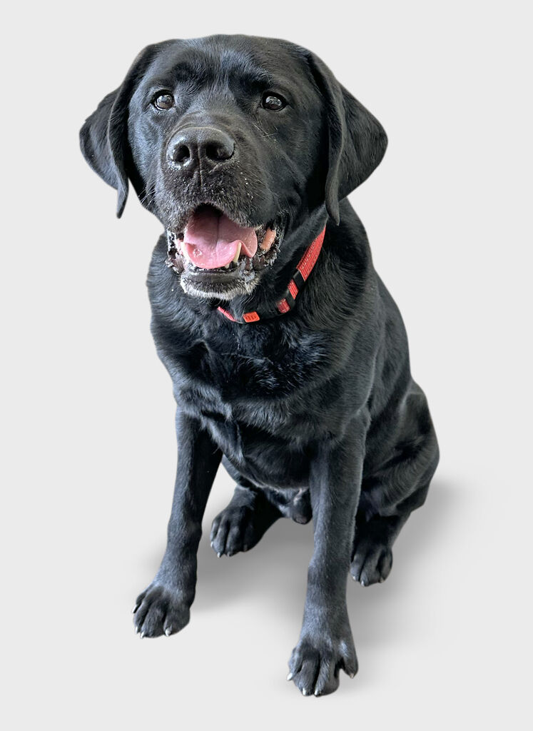 Boulton Creative assistant Buck