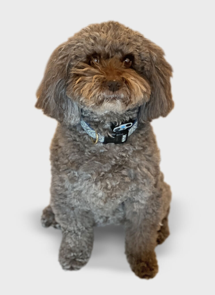 Boulton Creative assistant Mamie