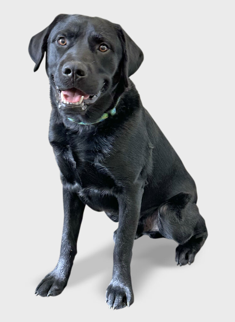 Boulton Creative assistant Roscoe