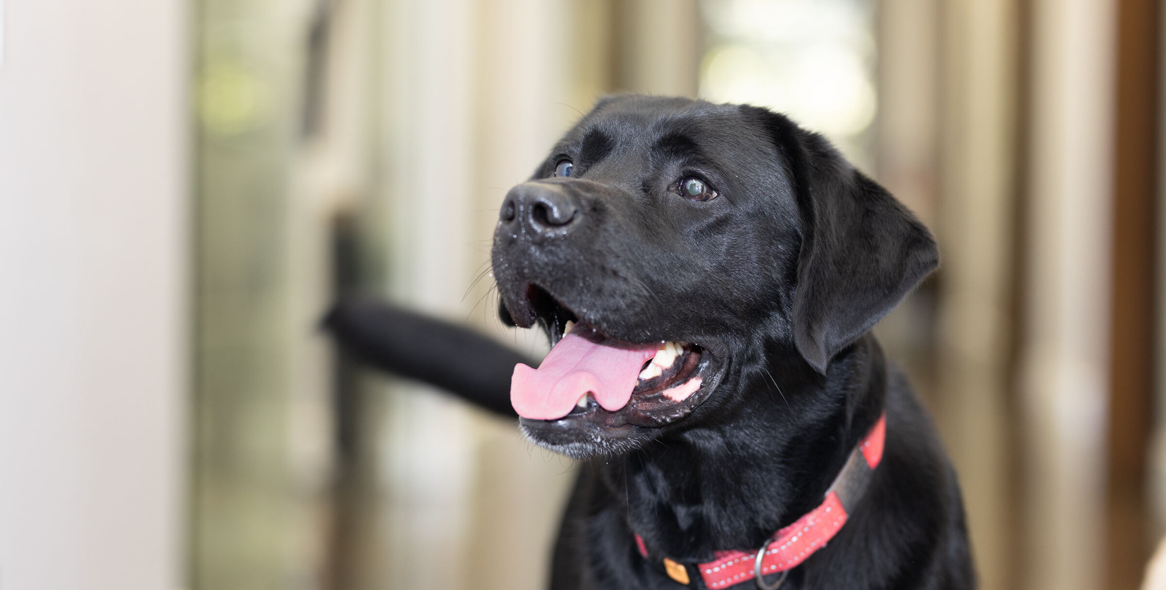 Buck the very good boy thinking about his brand