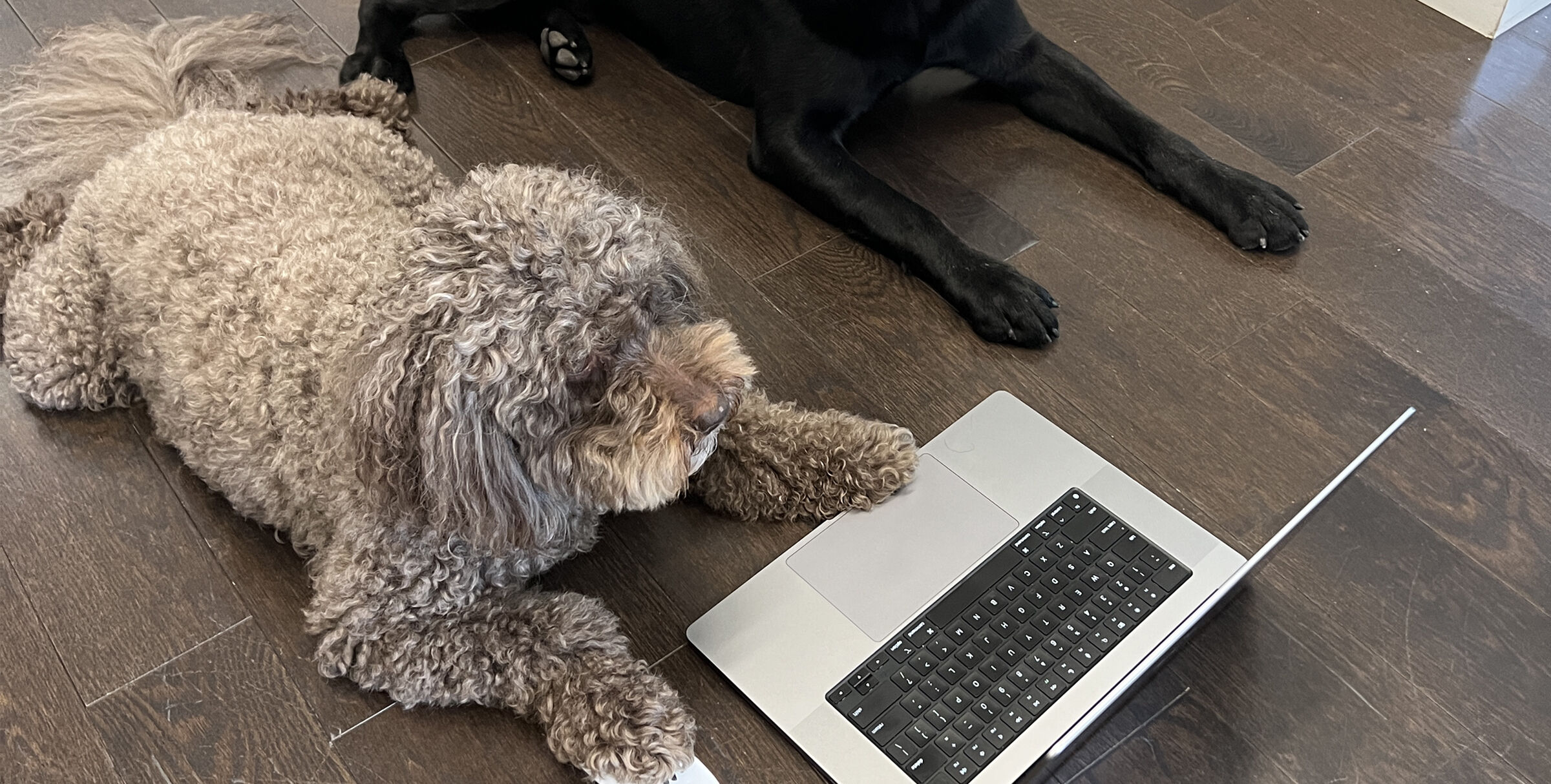 Mamie Boulton carefully reviewing a new website
