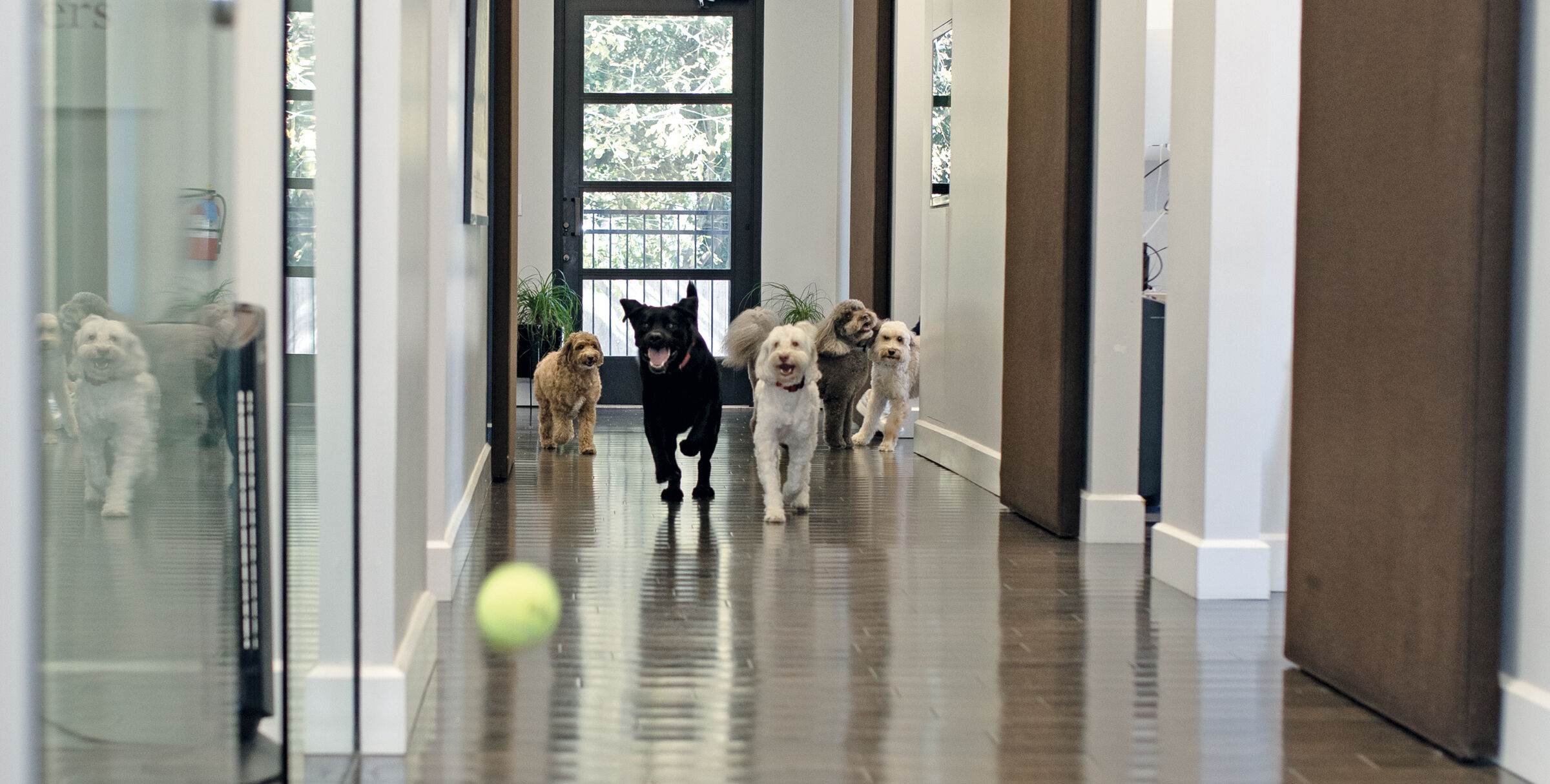 Boulton Creative dogs Buck, Bella, Beau, Sunny, and Mamie chase a ball down the hallway.